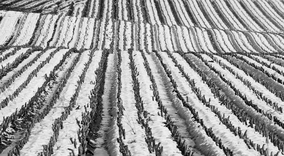 Snowy Field