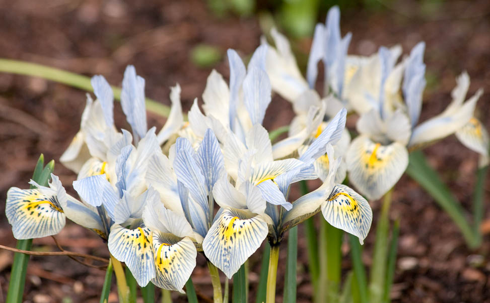 Dwarf Irises