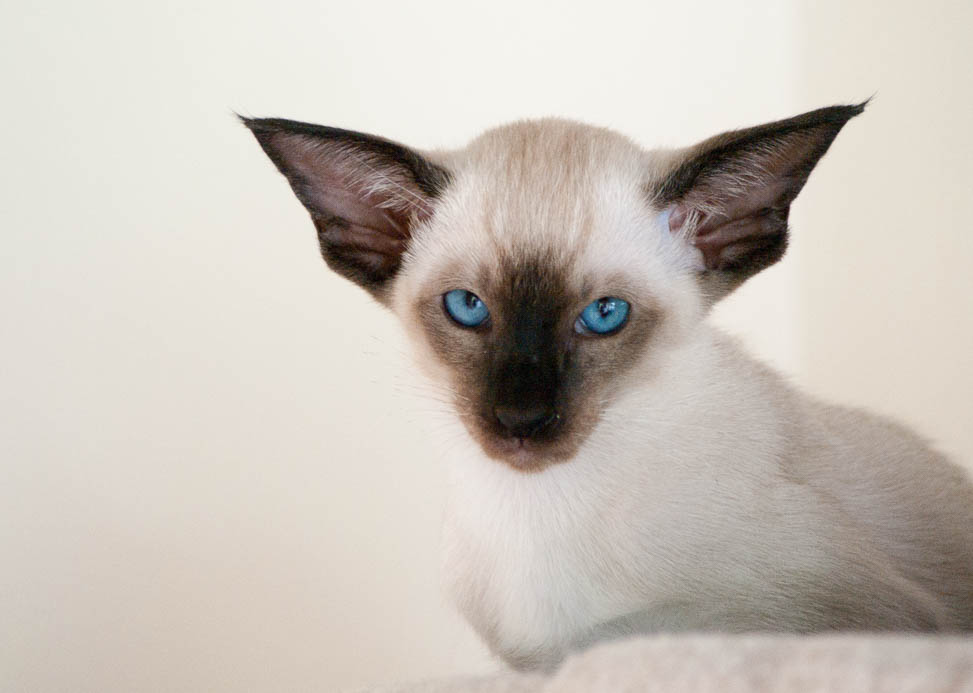 Seal-point kitten