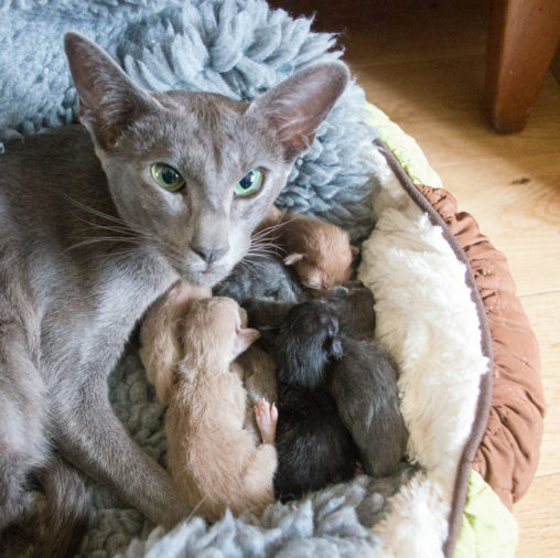 Lola and Kittens