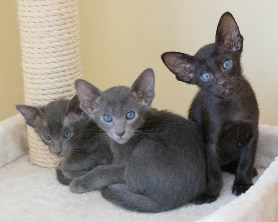 Black and Blue kittens