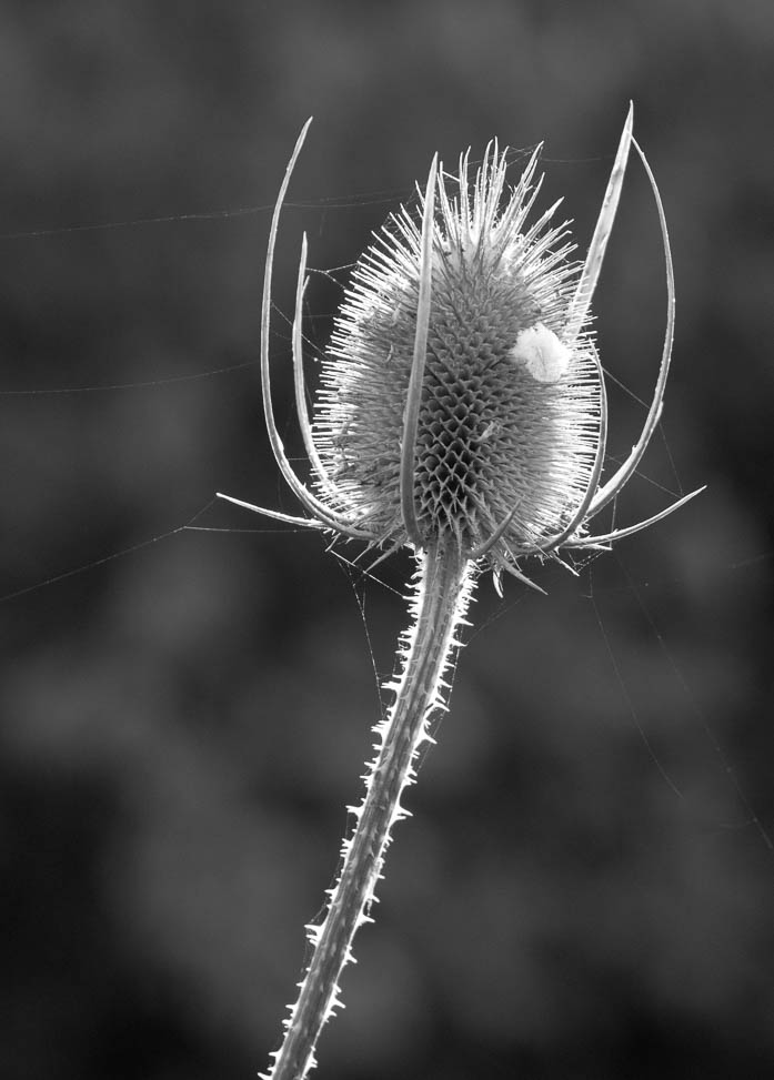 Teasel