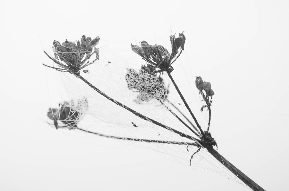 Cow Parsley Seed Head with Cobwebs