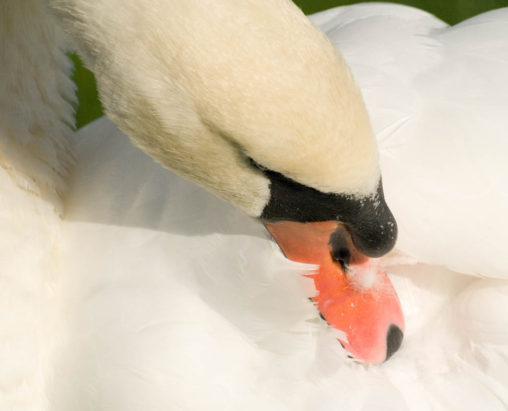 Mute Swan Preening